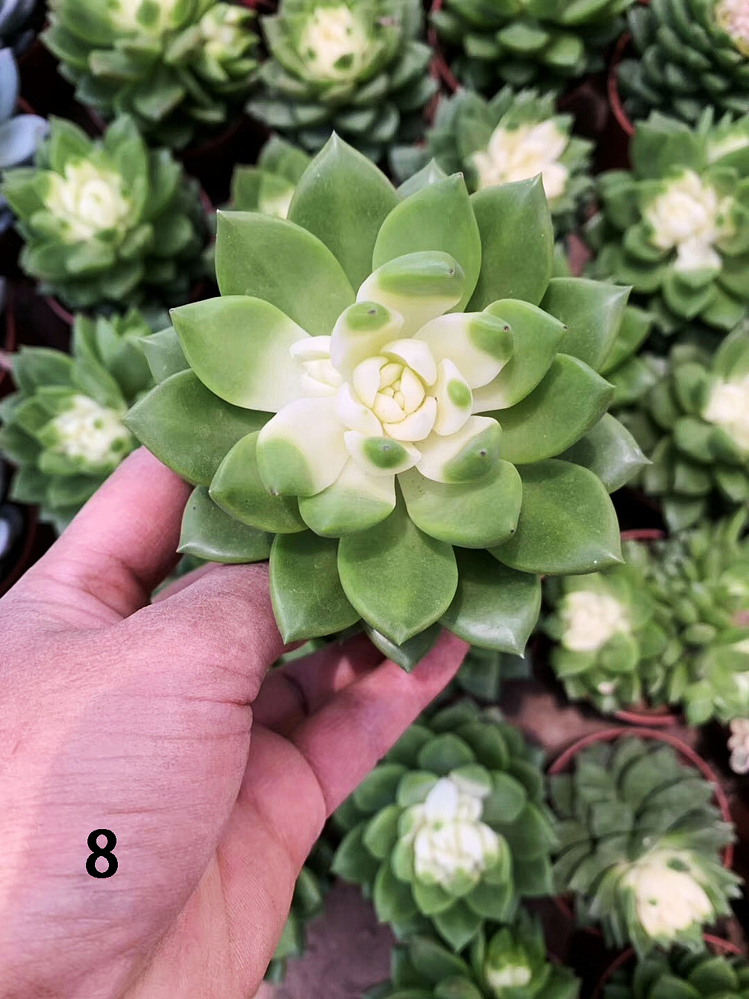 云南东南亚多肉绿植（图ZMTU1NDUxODcy） - 产品摄影 - 站酷设计师绿植玩家原创素材 - 站酷ZCOOL