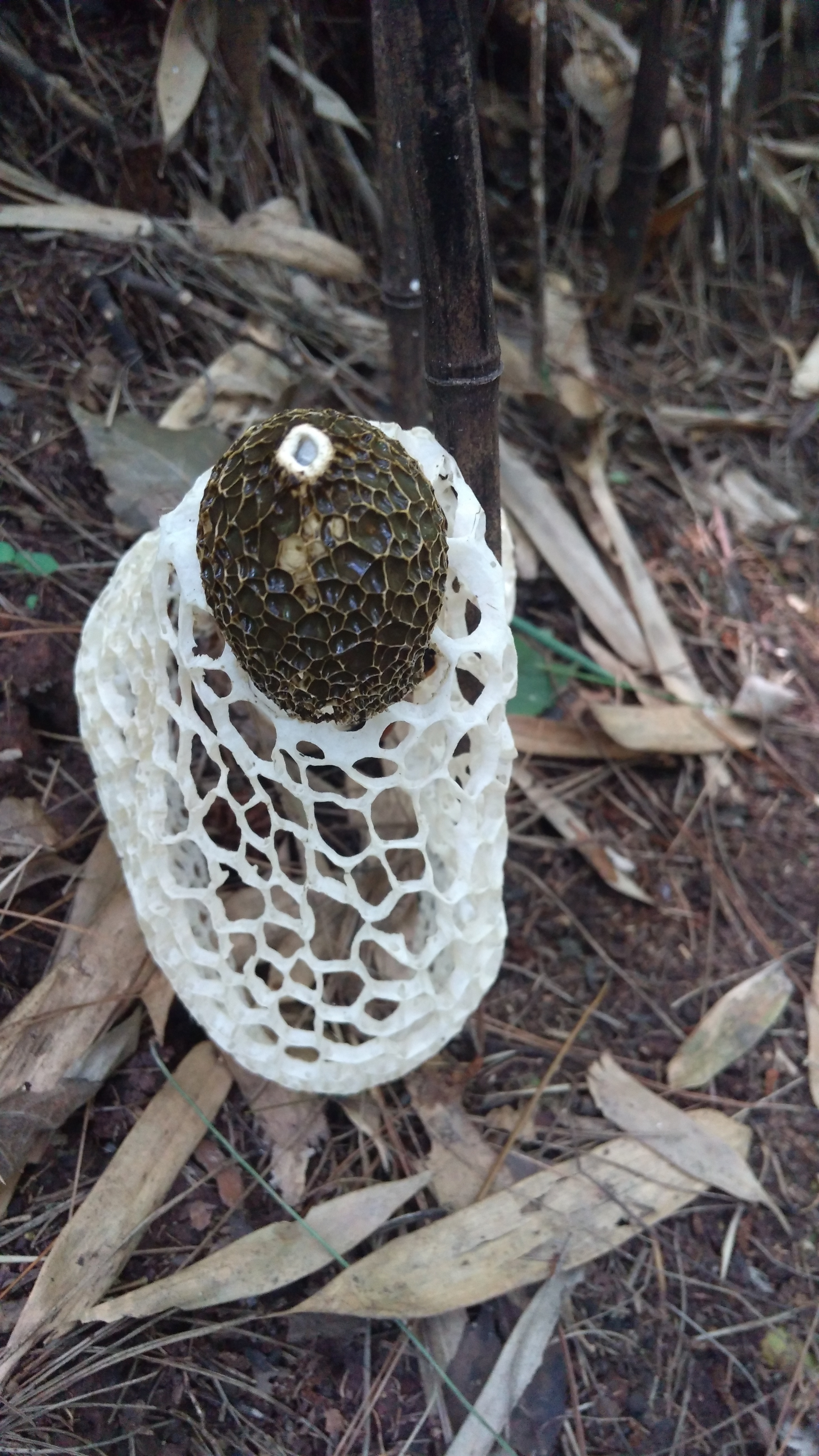 高望界保护区真菌－黄裙竹荪（一） - 自然之声