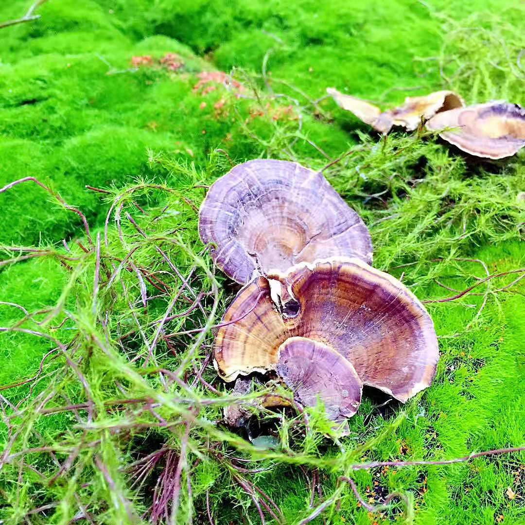 中铁十六局  餐桌景