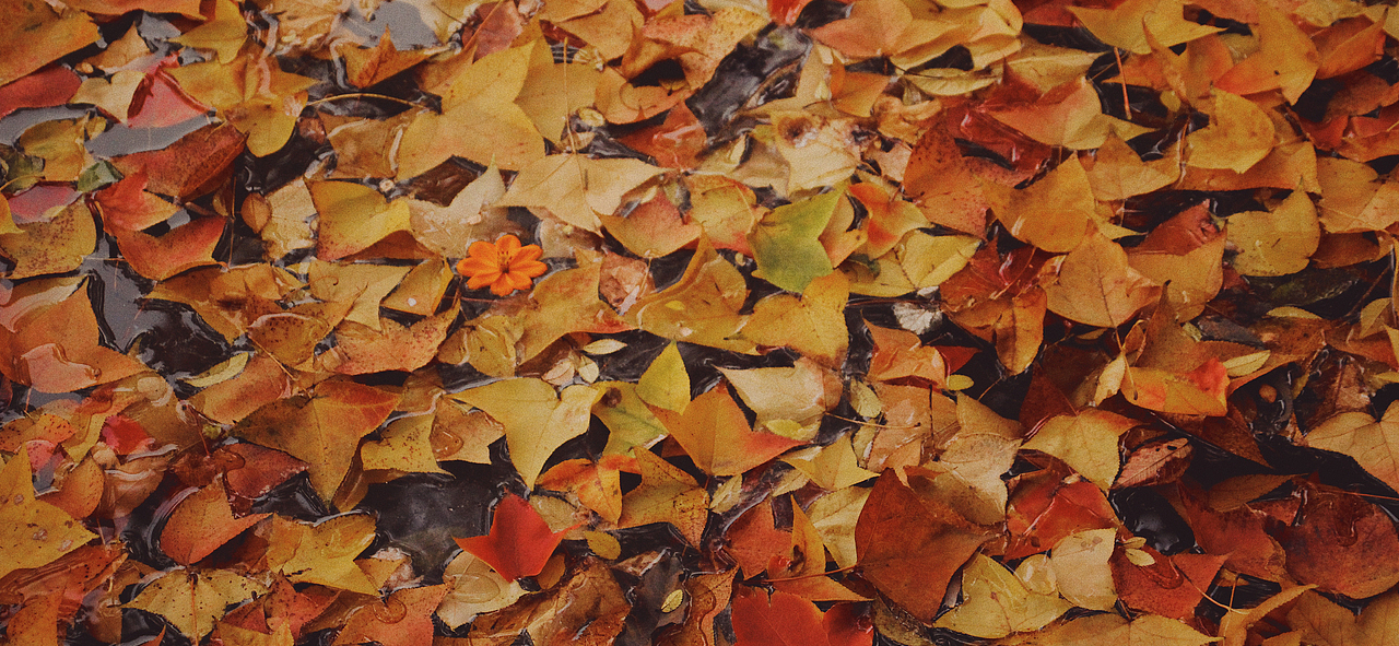 天平山 | 秋已深 冬将至