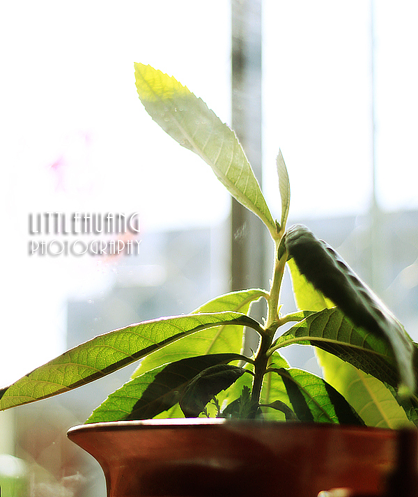 春天，你好！（图ZNDg4NzA2MA==） - 其他摄影 - 站酷设计师littlehuang原创素材 - 站酷ZCOOL