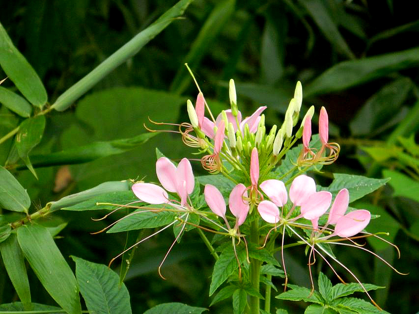 秋季国际慢城乡野风情（图ZMTk1Mjk4ODg=） - 风光摄影 - 站酷设计师zhangping_3636原创素材 - 站酷ZCOOL