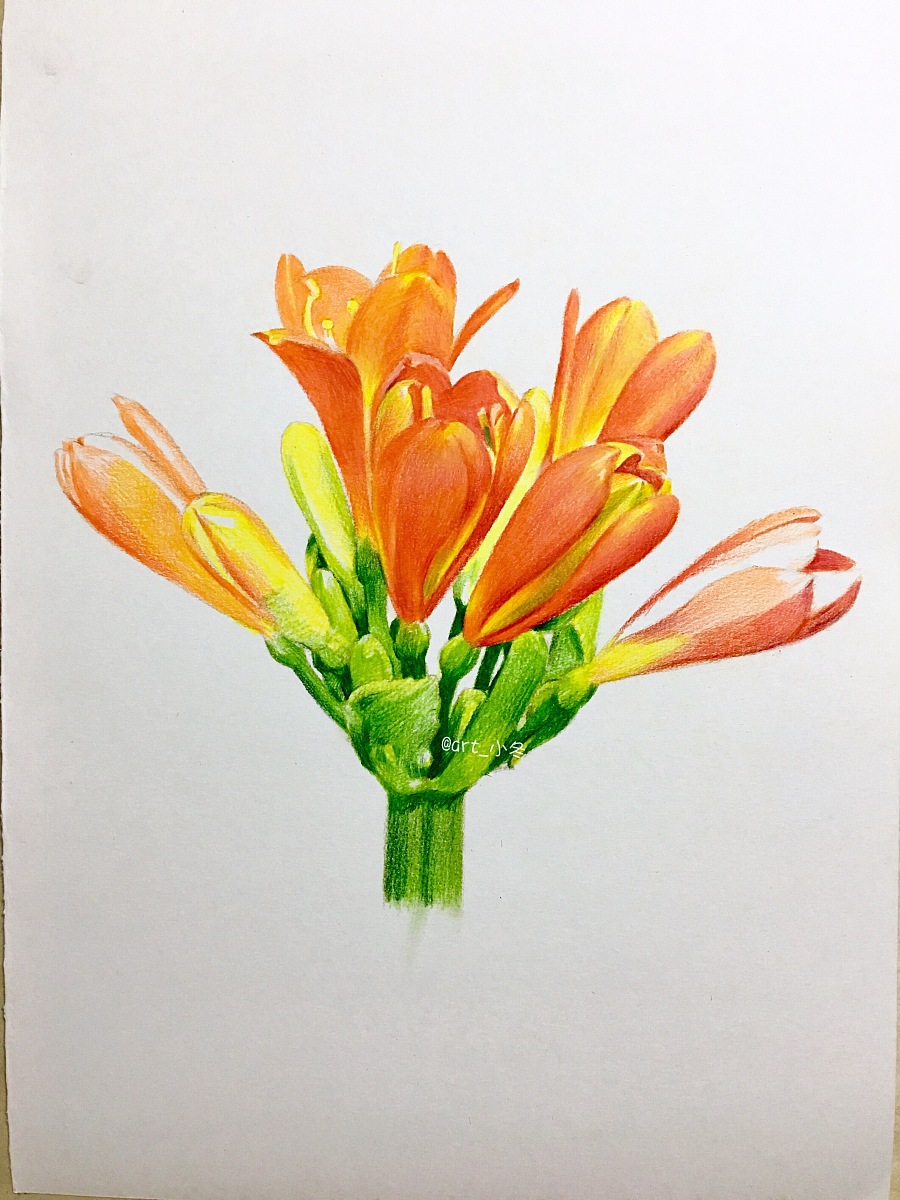 原创作品:君子兰