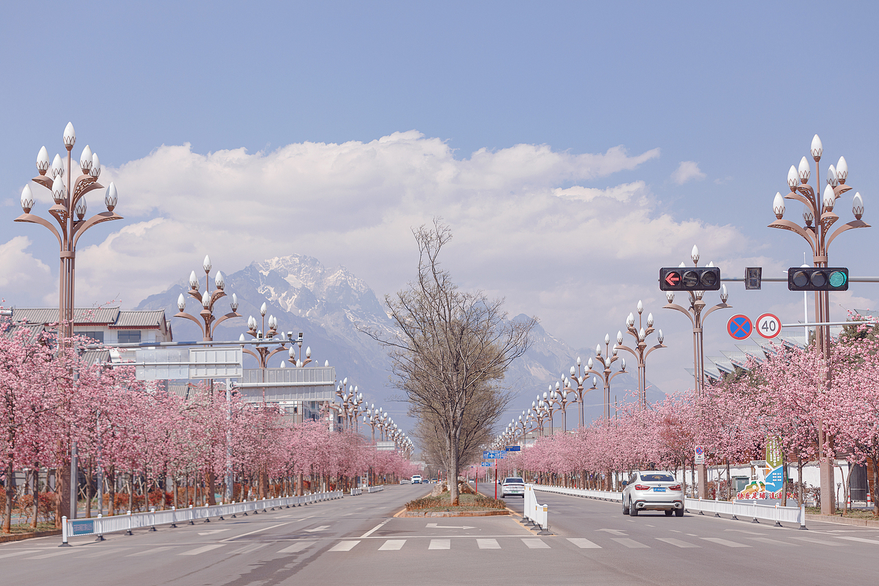 櫻花??盛開（圖ZMjk5MzM5MTky） - 風光攝影 - 站酷設計師chao666原創(chuàng)素材 - 站酷ZCOOL