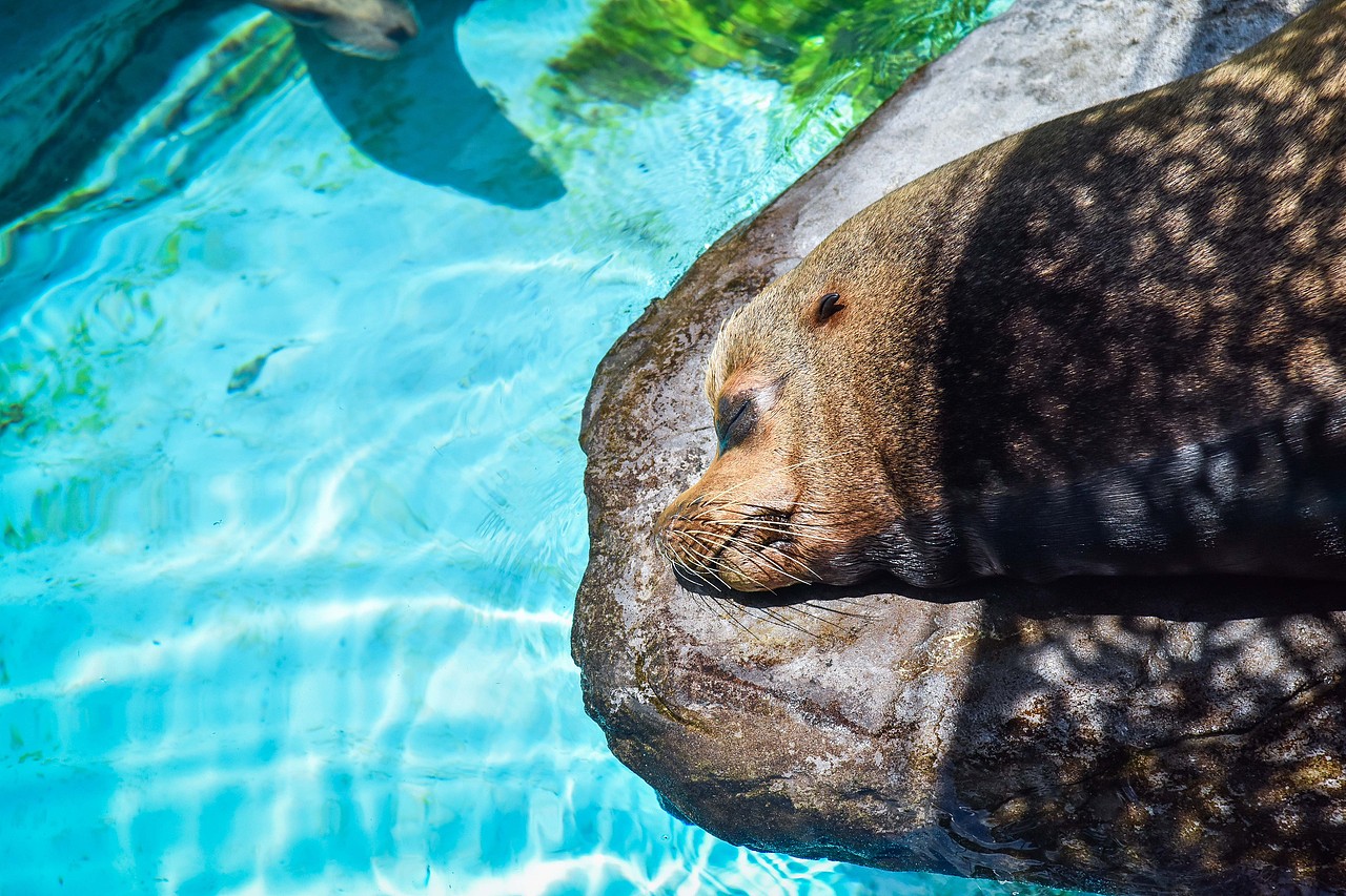 之前拍摄的一些小动物（图ZMTk1ODM0MzI0） - 风光摄影 - 站酷设计师球儿张原创素材 - 站酷ZCOOL