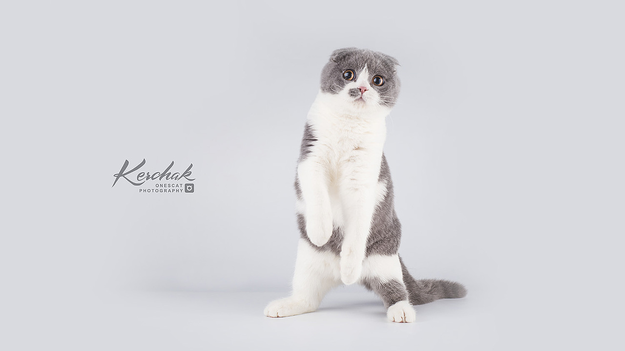 Cute Kitten【克查原创作品26】