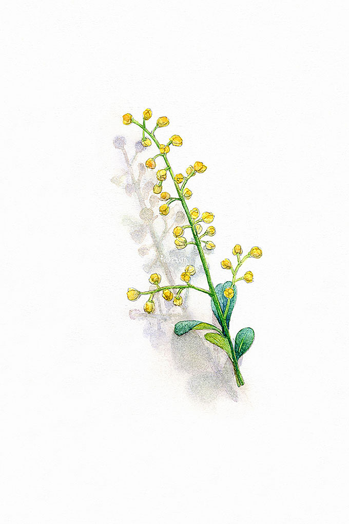 米兰小花