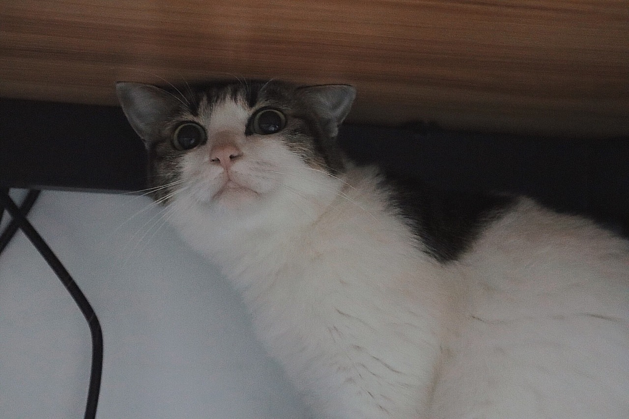 猫咪写真集（图ZMjI4MzA1ODQ4） - 宠物摄影 - 站酷设计师野摄阿肉原创素材 - 站酷ZCOOL