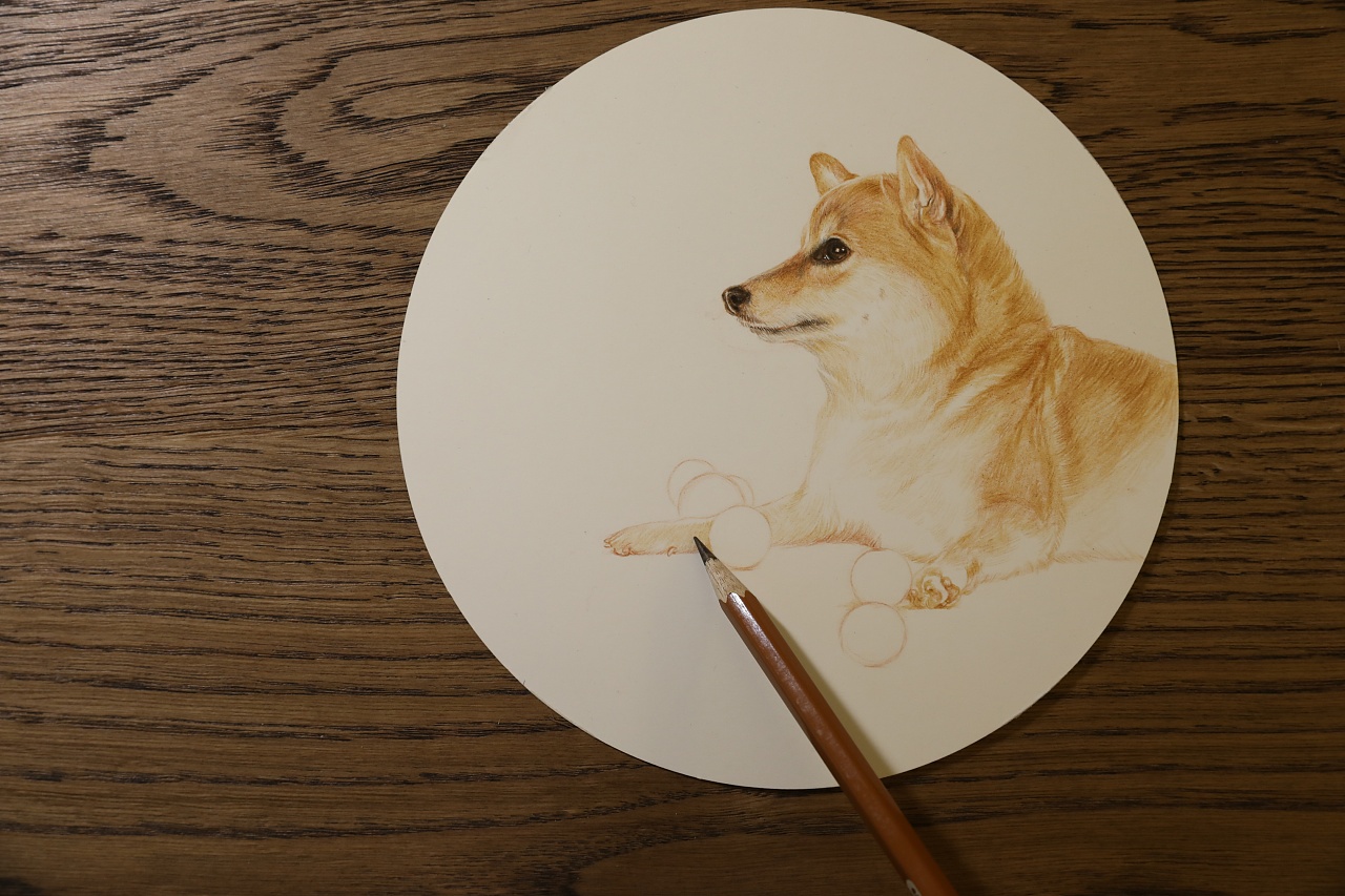 彩铅|柴犬绘画步骤|插画|商业插画|文静手绘 - 原创作品 - 站酷