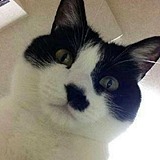 小猫靡的头像