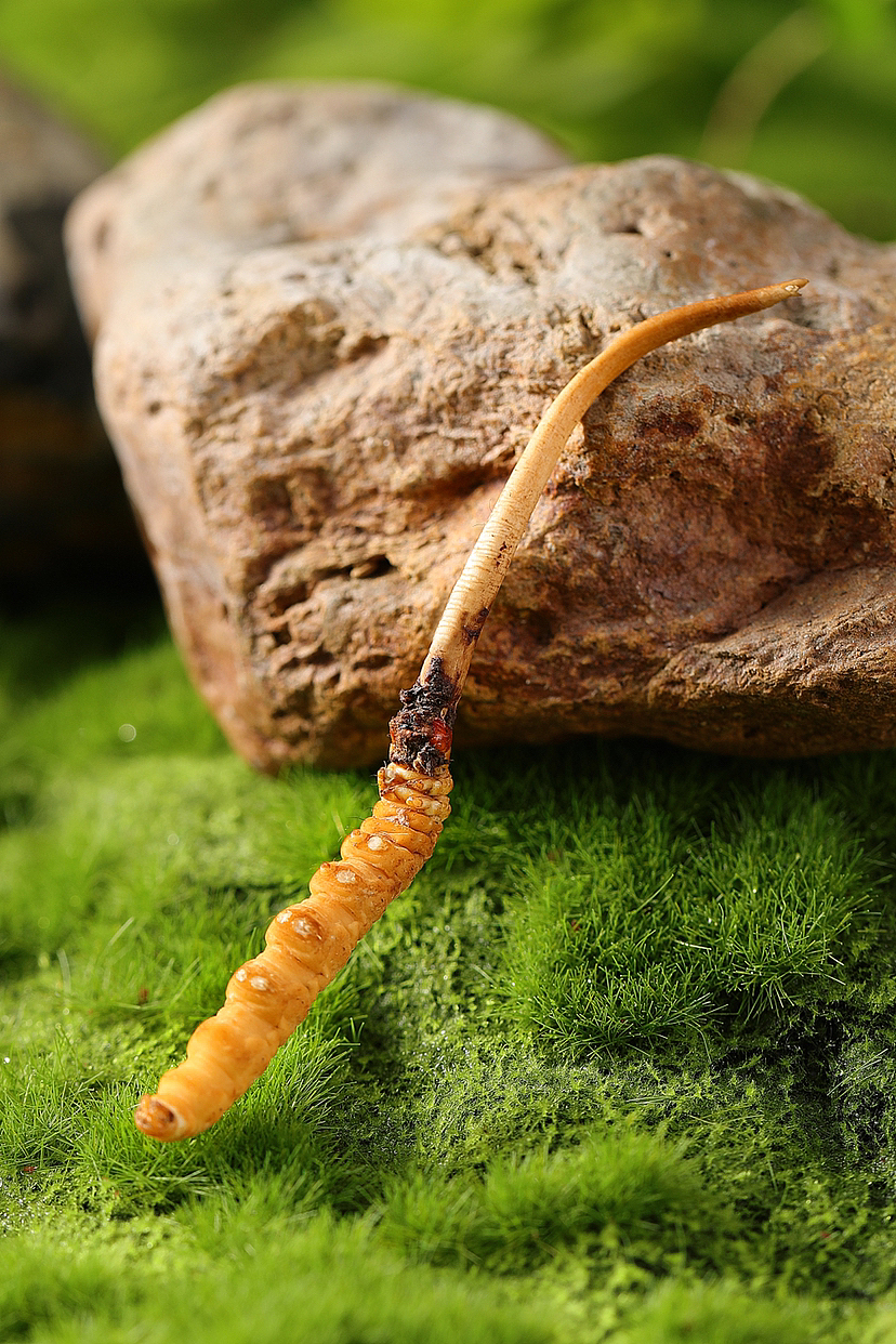 冬虫夏草 新鲜虫草 养生滋补（图ZMzM2MzExNTAw） - 产品摄影 - 站酷设计师光绪摄影工作室原创素材 - 站酷ZCOOL