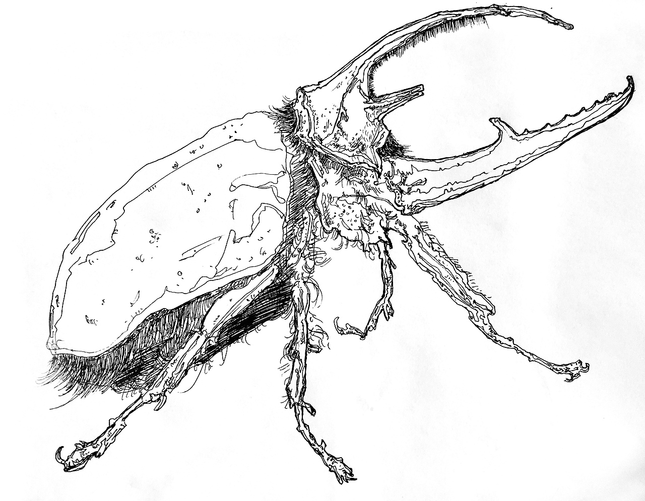 线稿（图ZMTk4MTI4OTk2） - 图案 - 站酷设计师祥明原创素材 - 站酷ZCOOL