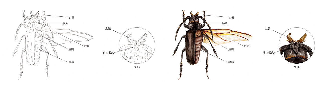 法布尔昆虫记——天牛"盔甲战神"