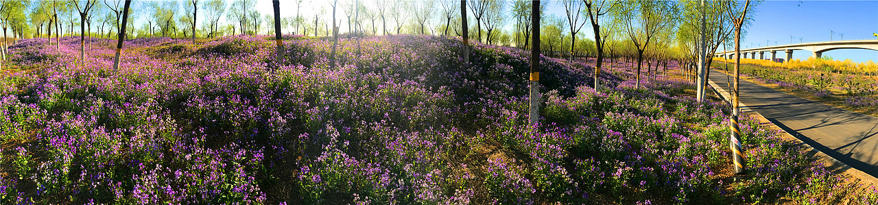 刘勇良手机纪实摄影:花海之二月兰