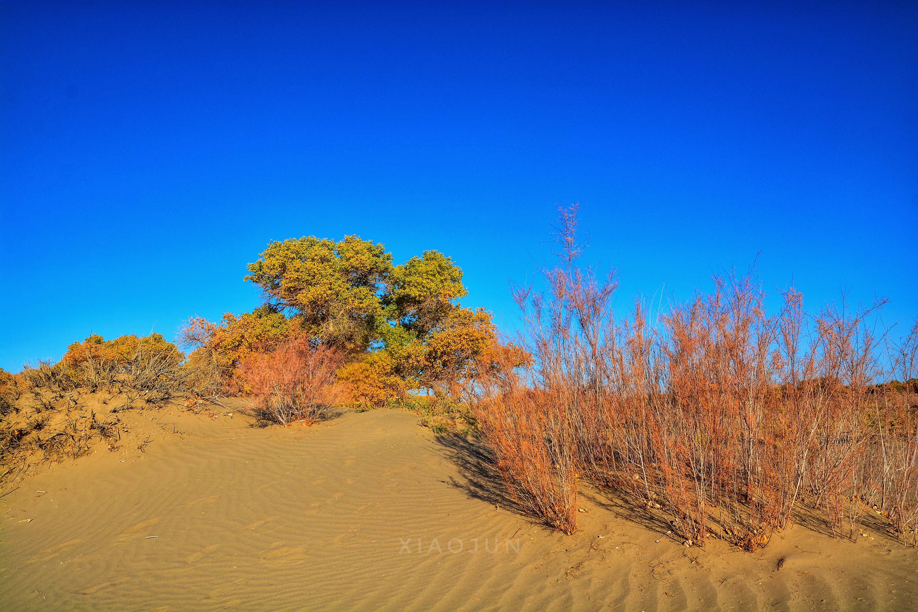 额济纳旗胡杨林