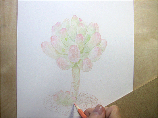 纸上彩铅--《多肉·乙女心》过程随录（图ZMTU0MDMzNjA=） - 绘画 - 站酷设计师超超的青葱原创素材 - 站酷ZCOOL