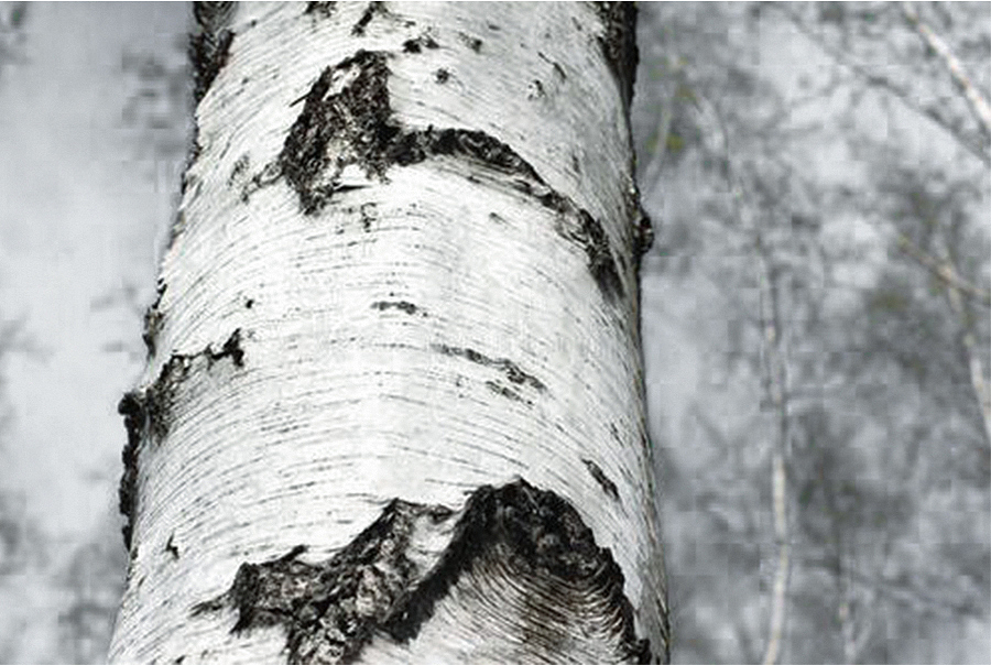 五玄土 || 树花器——桦