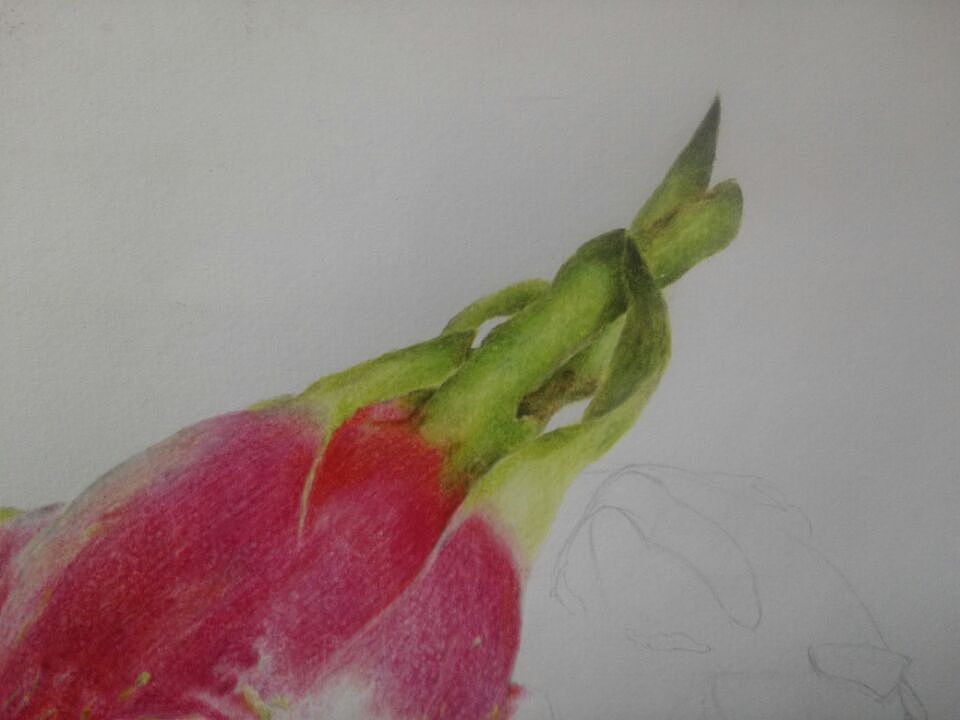 【Wallpainter手绘工场】红红火火的火龙果（图ZMTM4OTQ1NDQ=） - 绘画 - 站酷设计师墙角笔触原创素材 - 站酷ZCOOL