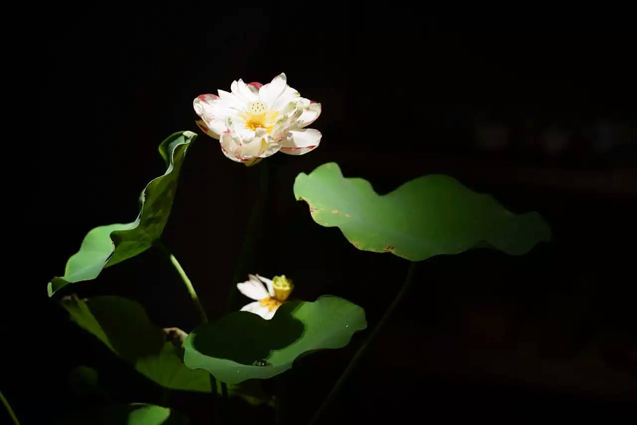 短暂辉煌过后，虽花败，但犹荣。（图ZNTQ3ODMwNjg=） - 产品摄影 - 站酷设计师吃鱼的猫儿原创素材 - 站酷ZCOOL