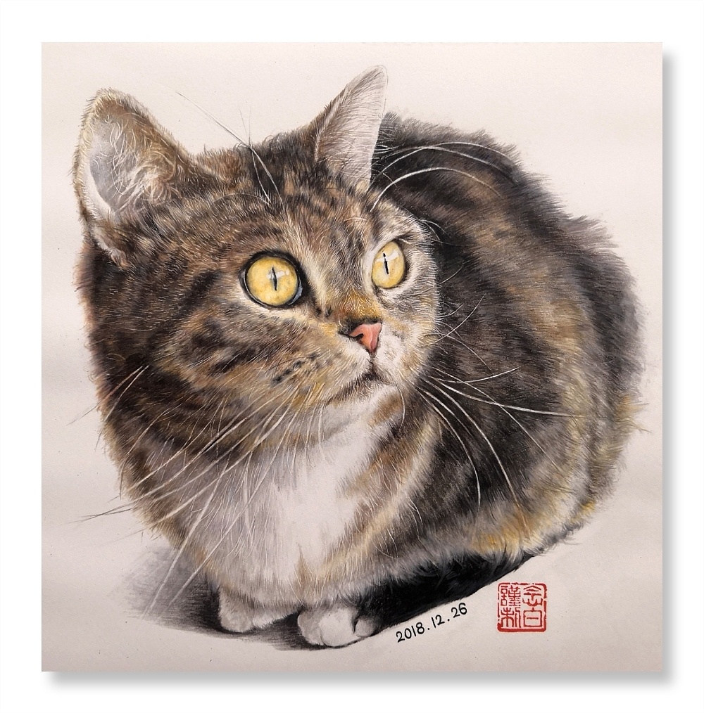 狸花猫—rinka谨制