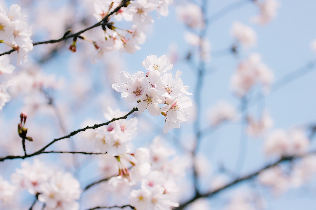 还记得那年越秀樱花树下~