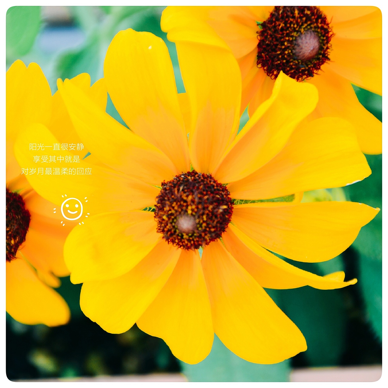 小黄花（图ZOTMwODI4Njg=） - 风光摄影 - 站酷设计师爱摄影的五花肉原创素材 - 站酷ZCOOL