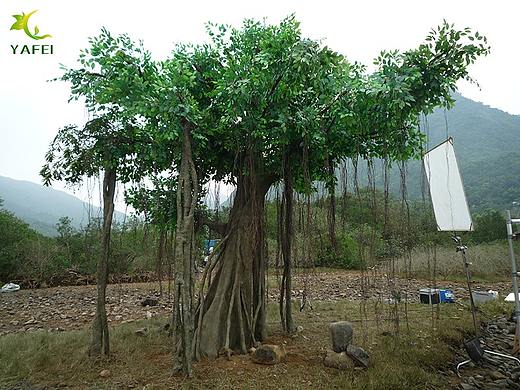 仿真榕树受到青睐