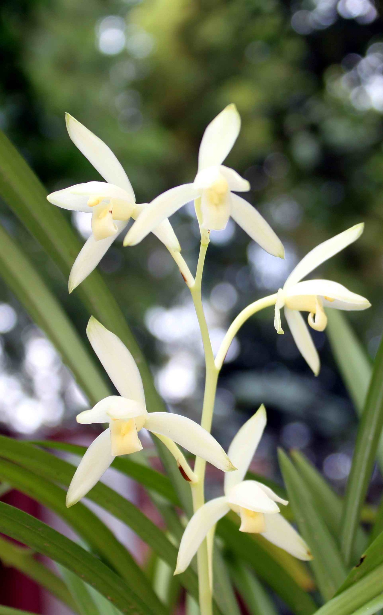 2013中秋建兰——青山玉泉|摄影|产品摄影|junda1988 - 原创作品