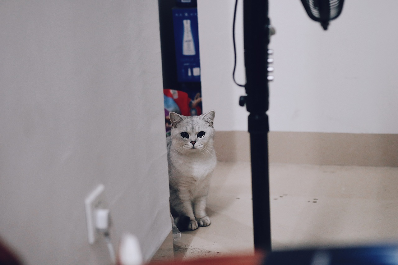 猫（图ZMTA0NjE4MTE2） - 宠物摄影 - 站酷设计师迷路的麋鹿Lu原创素材 - 站酷ZCOOL