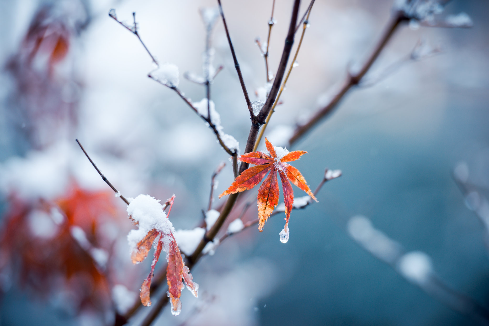 JOY_77的个人主页（背景预览） - 主页背景设置 - 站酷设计师JOY_77原创素材 - 站酷ZCOOL