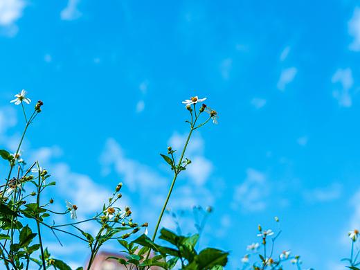 20200112-植物（个人主页-ZNDIyMTA2NzI=） - 产品摄影 - 站酷设计师成吨设计师原创素材 - 站酷ZCOOL