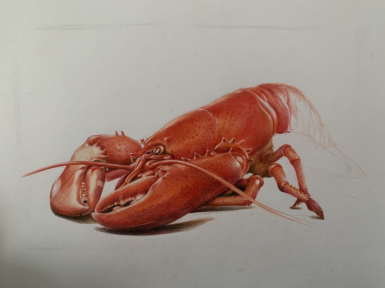 彩铅练习大龙虾02