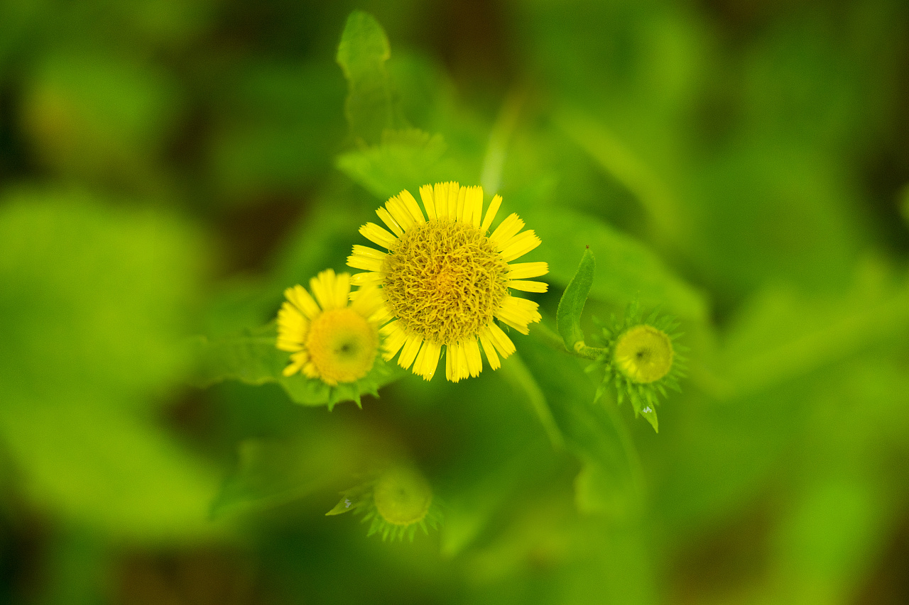 纤嫩小物-野菊