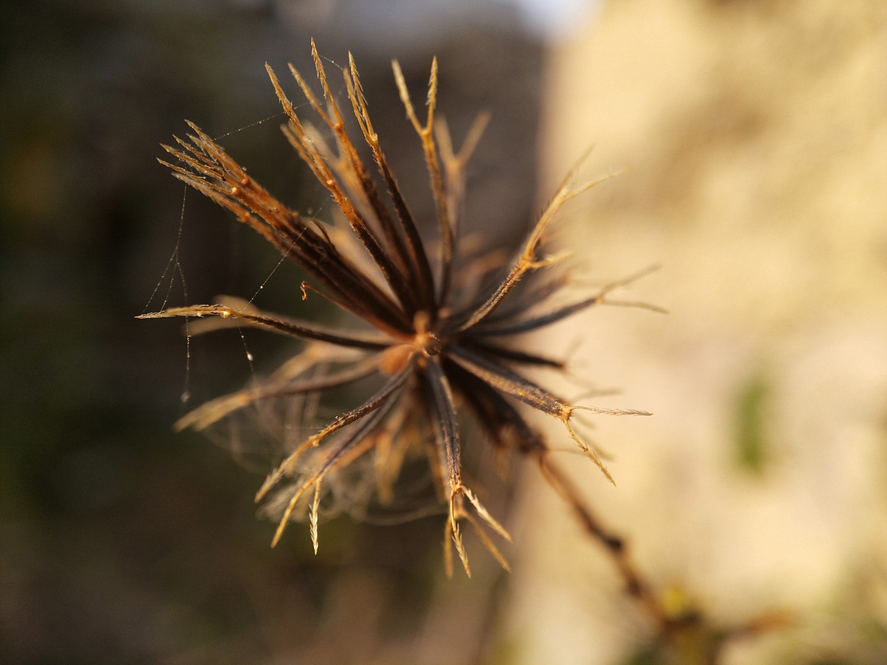 手機(jī)攝影—微距（圖ZMTUxOTEyNDA4） - 人文/紀(jì)實(shí)攝影 - 站酷設(shè)計(jì)師走過(guò)綠意原創(chuàng)素材 - 站酷ZCOOL