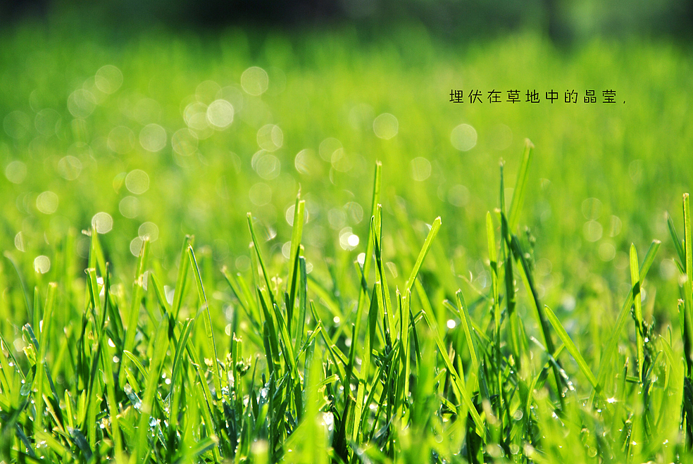 埋伏在草地中的晶瑩，（圖ZMTAwNzcyNA==） - 風(fēng)光攝影 - 站酷設(shè)計師Only_two原創(chuàng)素材 - 站酷ZCOOL