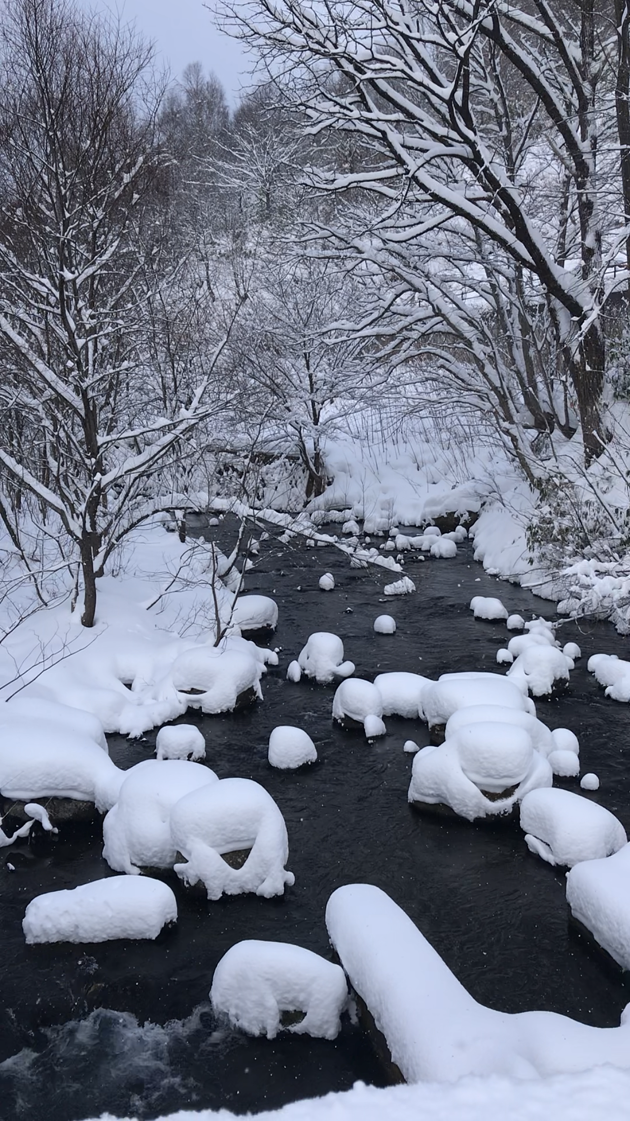 北海道的粉雪