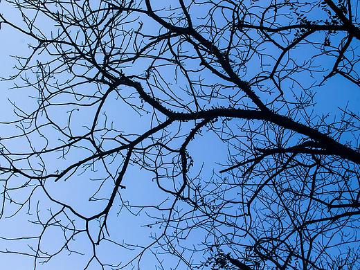 樹枝（個(gè)人主頁-ZMzA2MDg2NjA=） - 風(fēng)光攝影 - 站酷設(shè)計(jì)師Dave一H_H原創(chuàng)素材 - 站酷ZCOOL