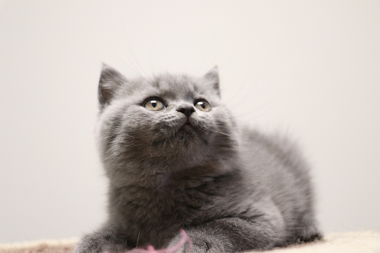 603英短纯蓝公沐米猫舍英短双血统蓝猫