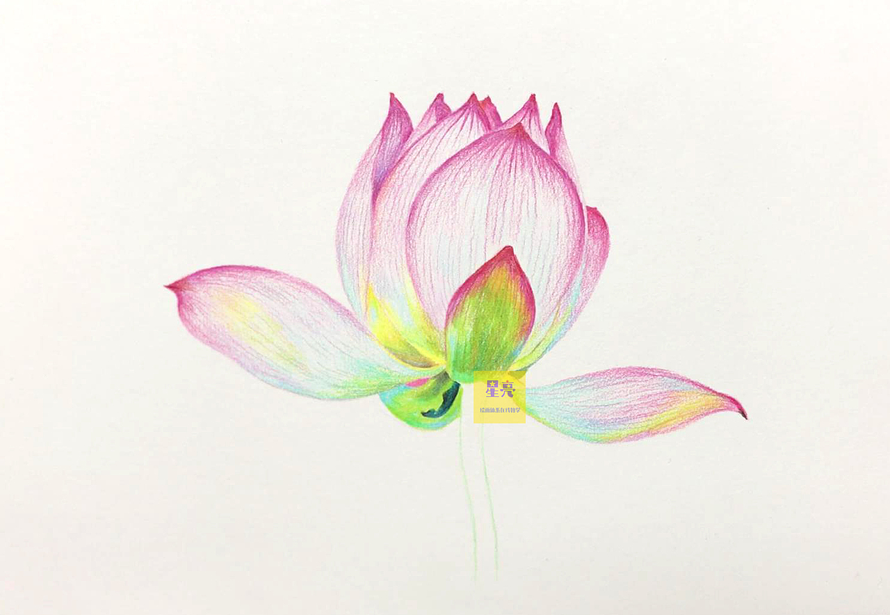 彩铅绘画夏日荷花（图ZMzA4MjAyNDIw） - 绘画 - 站酷设计师星亮绘画art原创素材 - 站酷ZCOOL