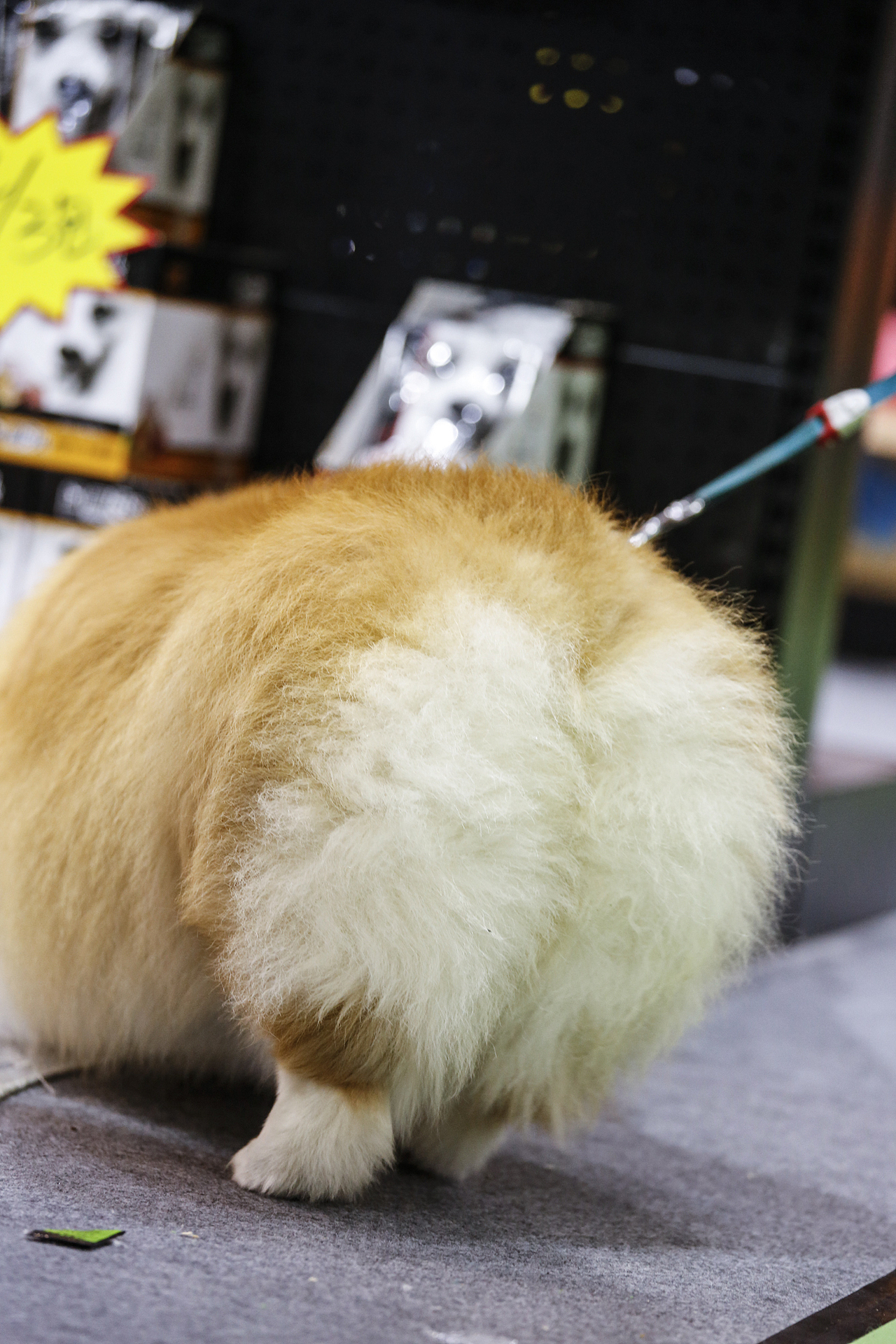 2019年5月广州琶洲华南宠物用品展