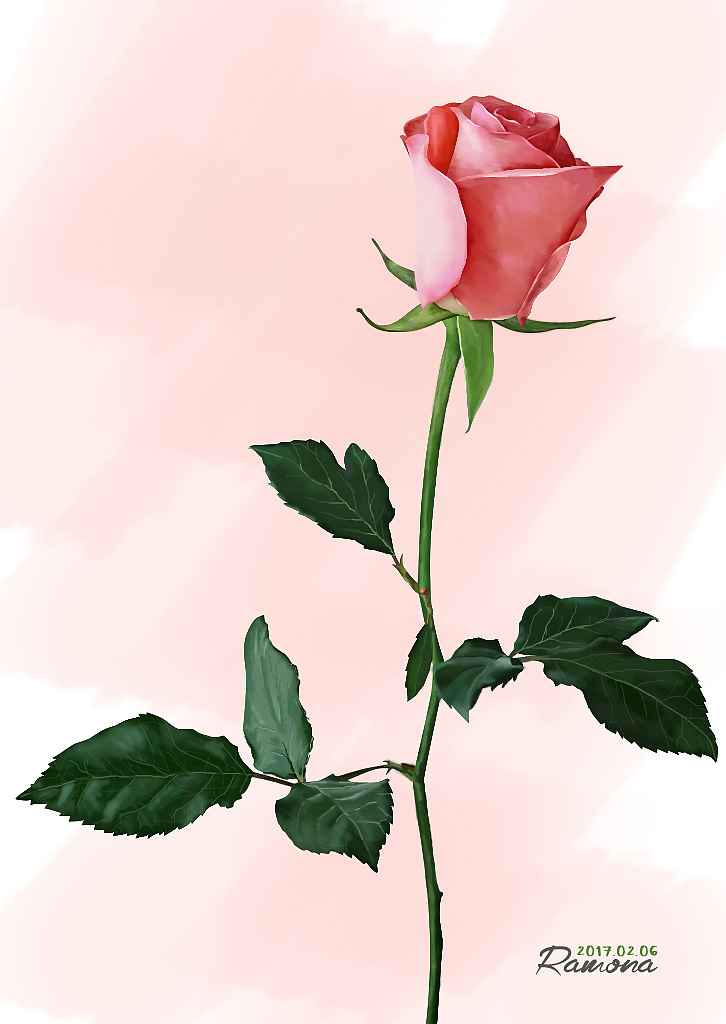 手绘玫瑰花