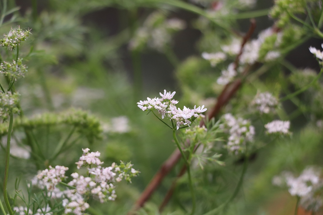 桑葚 樱桃 蚂蚁 蜜蜂 花朵 风景 小区（图ZMjI5OTk2OTQw） - 风光摄影 - 站酷设计师水之翼策划原创素材 - 站酷ZCOOL