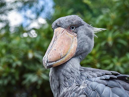 之前拍摄的一些小动物（个人主页-ZNDI3MDg3NDg=） - 风光摄影 - 站酷设计师球儿张原创素材 - 站酷ZCOOL