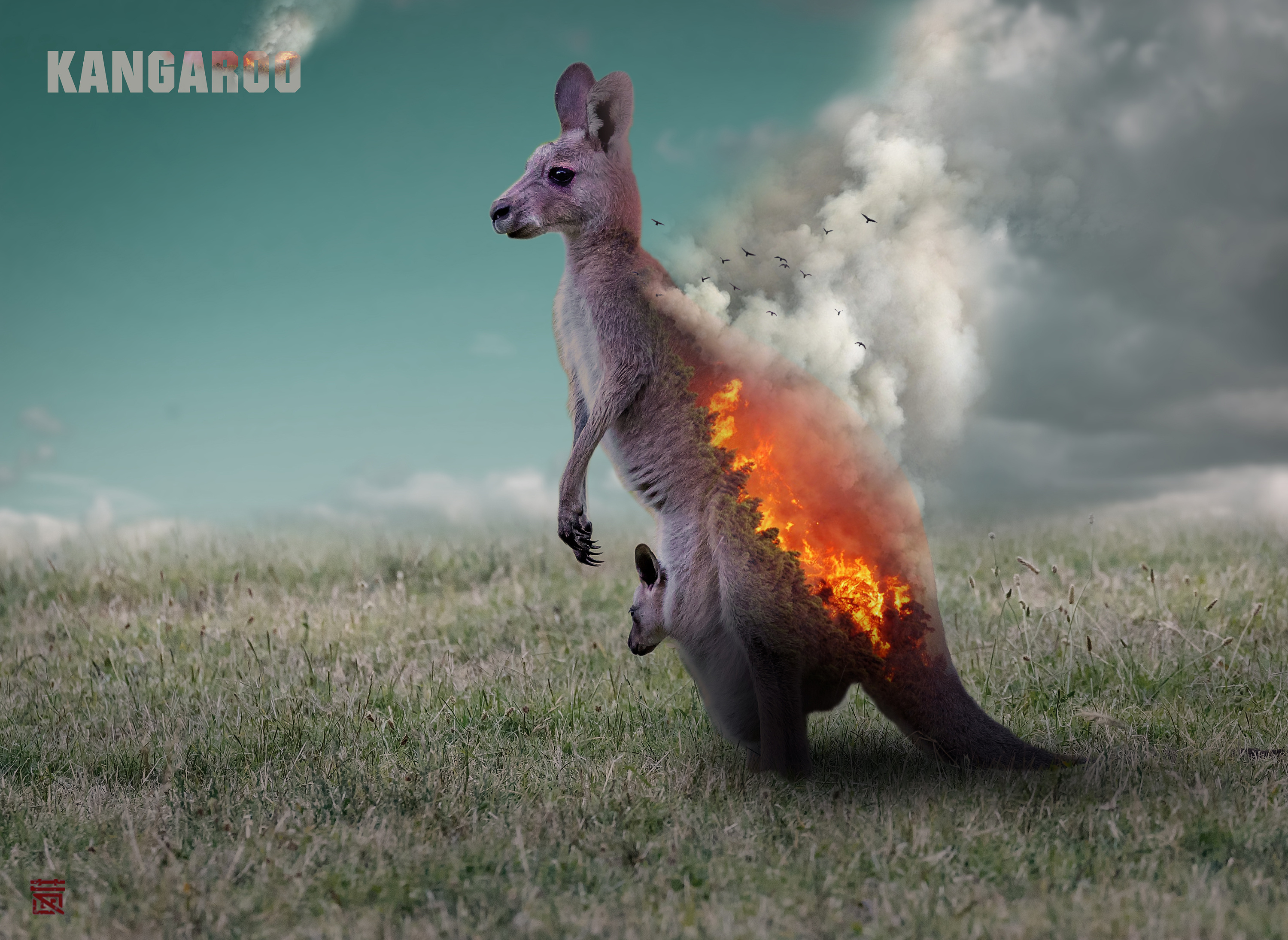 犀牛,袋鼠和北极熊