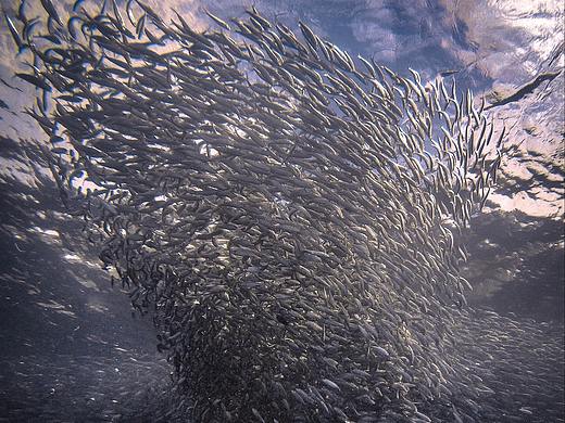 风暴的诱惑-沙丁鱼的群欢