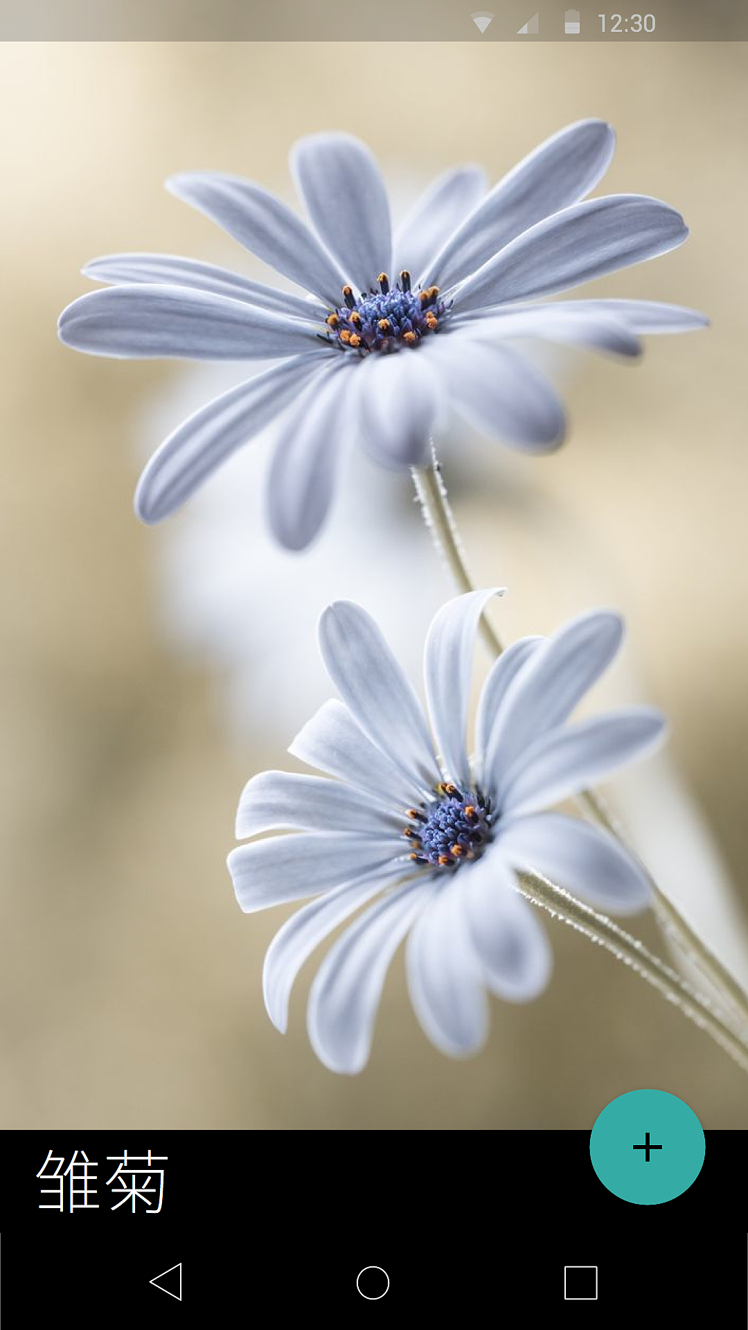 《拍叶》安卓版动效视频