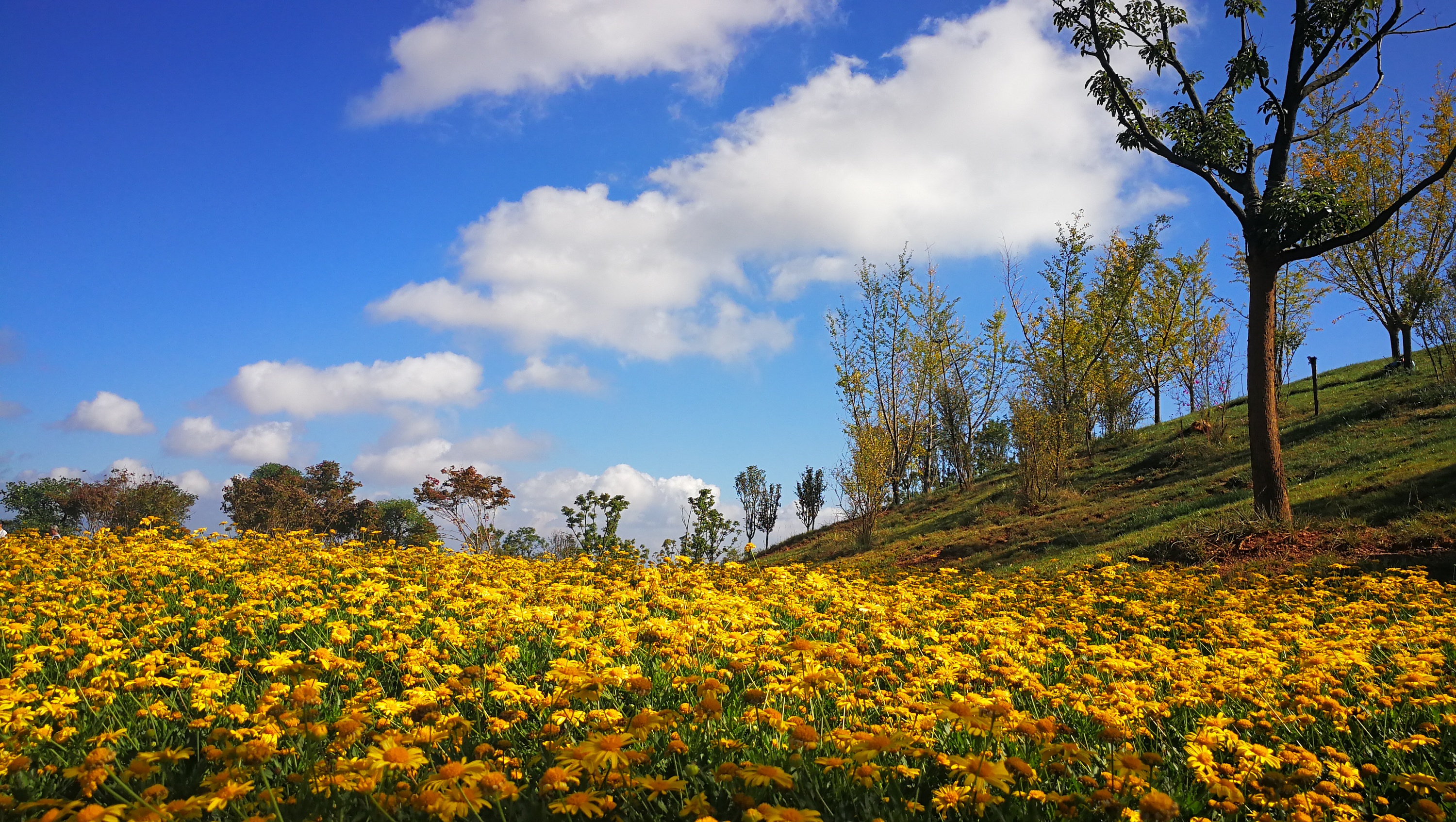 弥勒太平湖花海