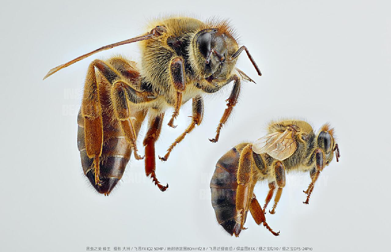 Asian Giant Hornet Invasion Threatens Honey Bees in Pacific Northwest ...