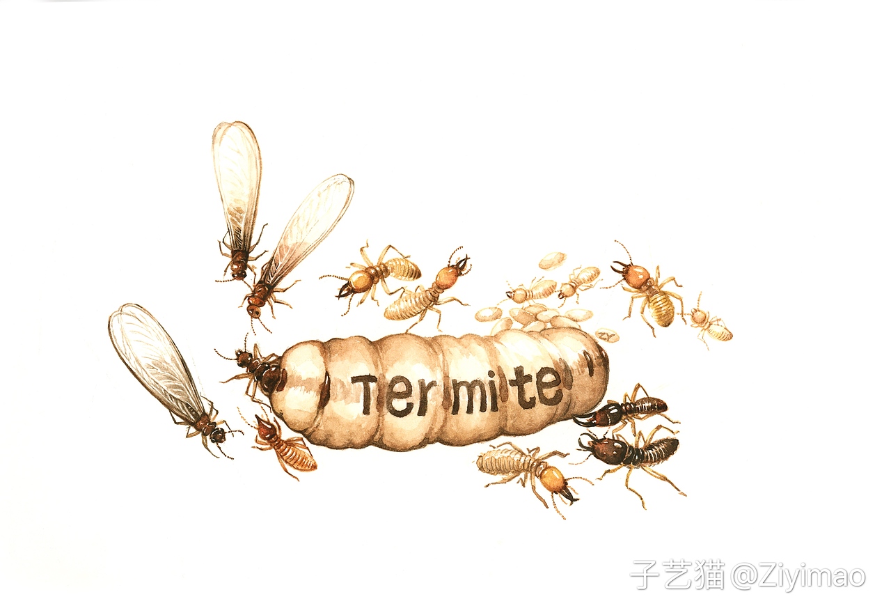 水彩-IELTS词汇书插图（图ZMTk1NDI0ODk2） - 商业插画 - 站酷设计师子艺猫原创素材 - 站酷ZCOOL