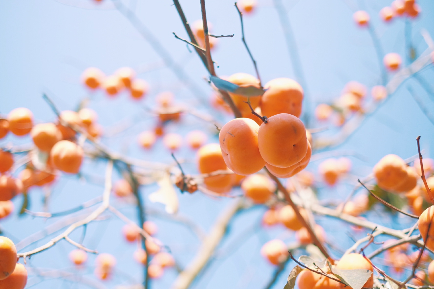 冬日里的柿子树|摄影|风光摄影|沙石峪 - 原创作品 - 站酷 (ZCOOL)